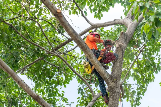 &Eacute;lagueur professionnel en s&eacute;curit&eacute; travaillant dans un arbre, portant casque de protection rouge, veste orange haute visibilit&eacute; et harnais d'&eacute;lagage