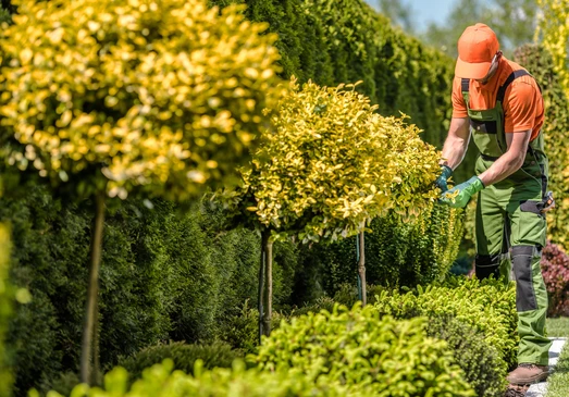 Un jardinier professionnel en tenue de travail orange et salopette verte taille des arbustes ornementaux dans un jardin paysager