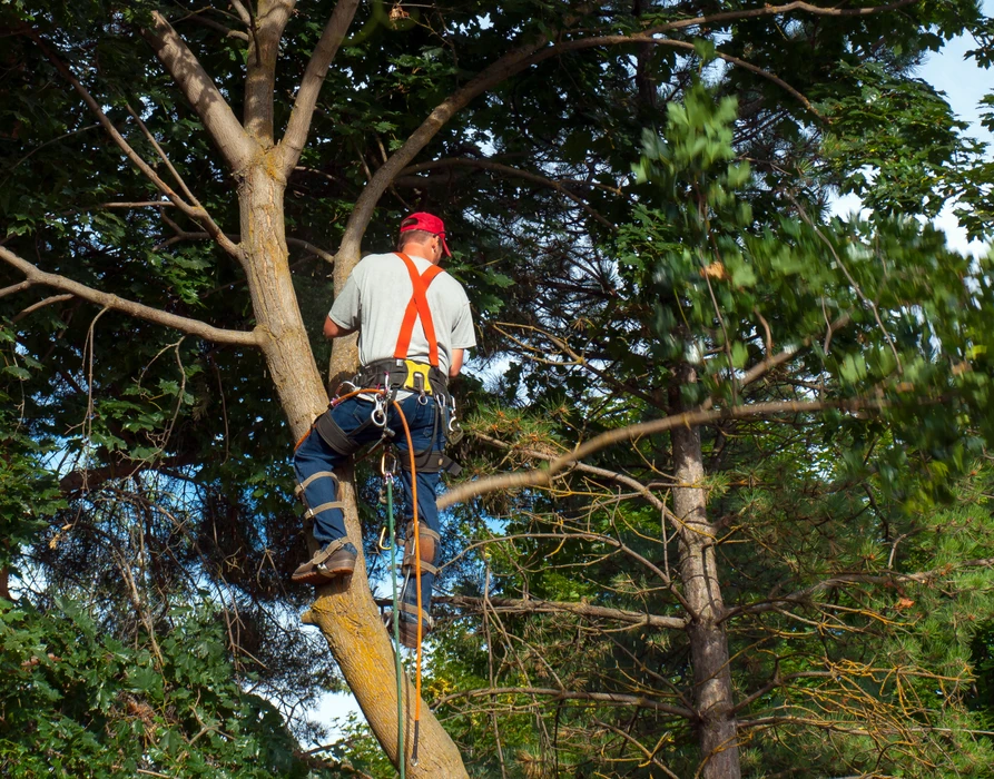 Personne équipée d'un casque de protection et d'un harnais d'élagage évoluant sur une plateforme en bois surélevée entre les arbres