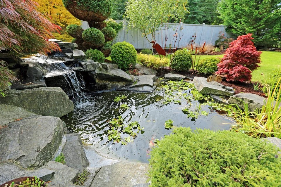Bassin aquatique extérieur avec carpe koï orange aux motifs noirs nageant près de plantes aquatiques émergentes