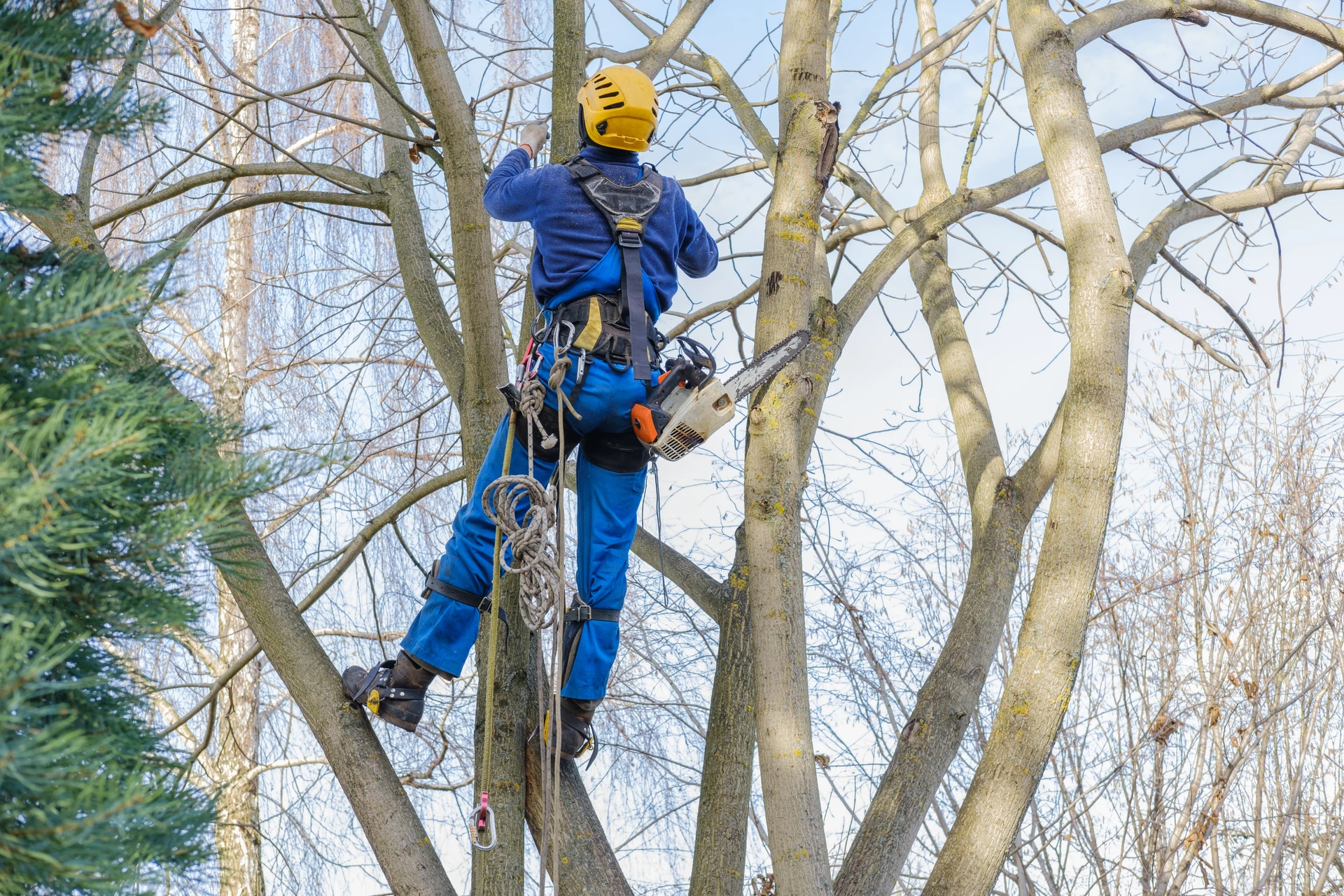 Scène extérieure d'élagage professionnel
