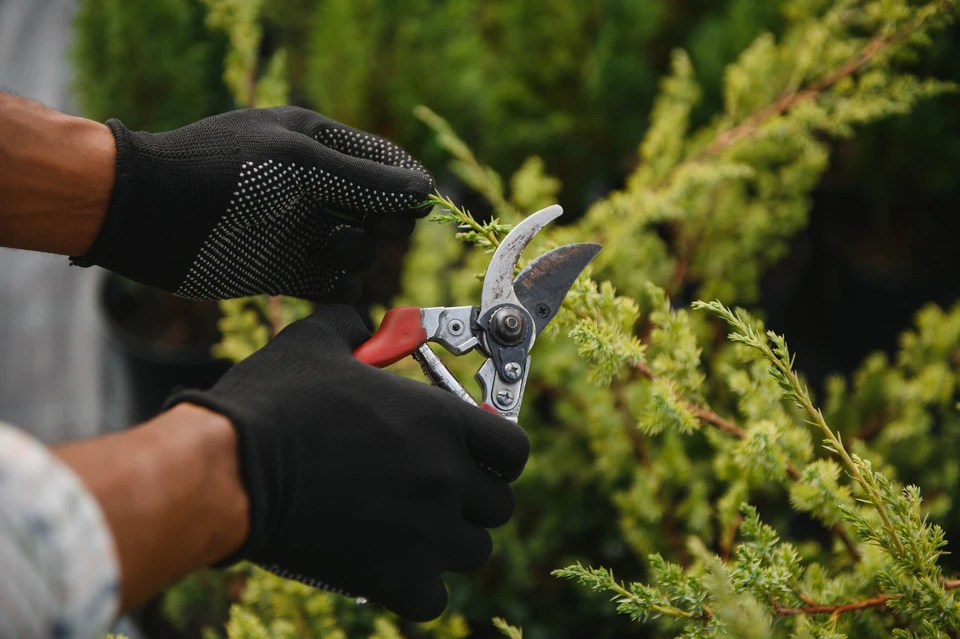 Jardinier professionnel en tenue de travail beige taille une haie de conifères dense avec un taille-haie télescopique à long manche dans un jardin paysagé extérieur