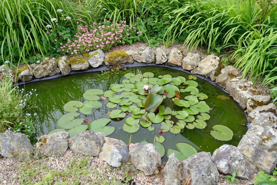 Bassin d'ornement extérieur avec fontaine à jet d'eau central, poissons rouges nageant dans l'eau claire