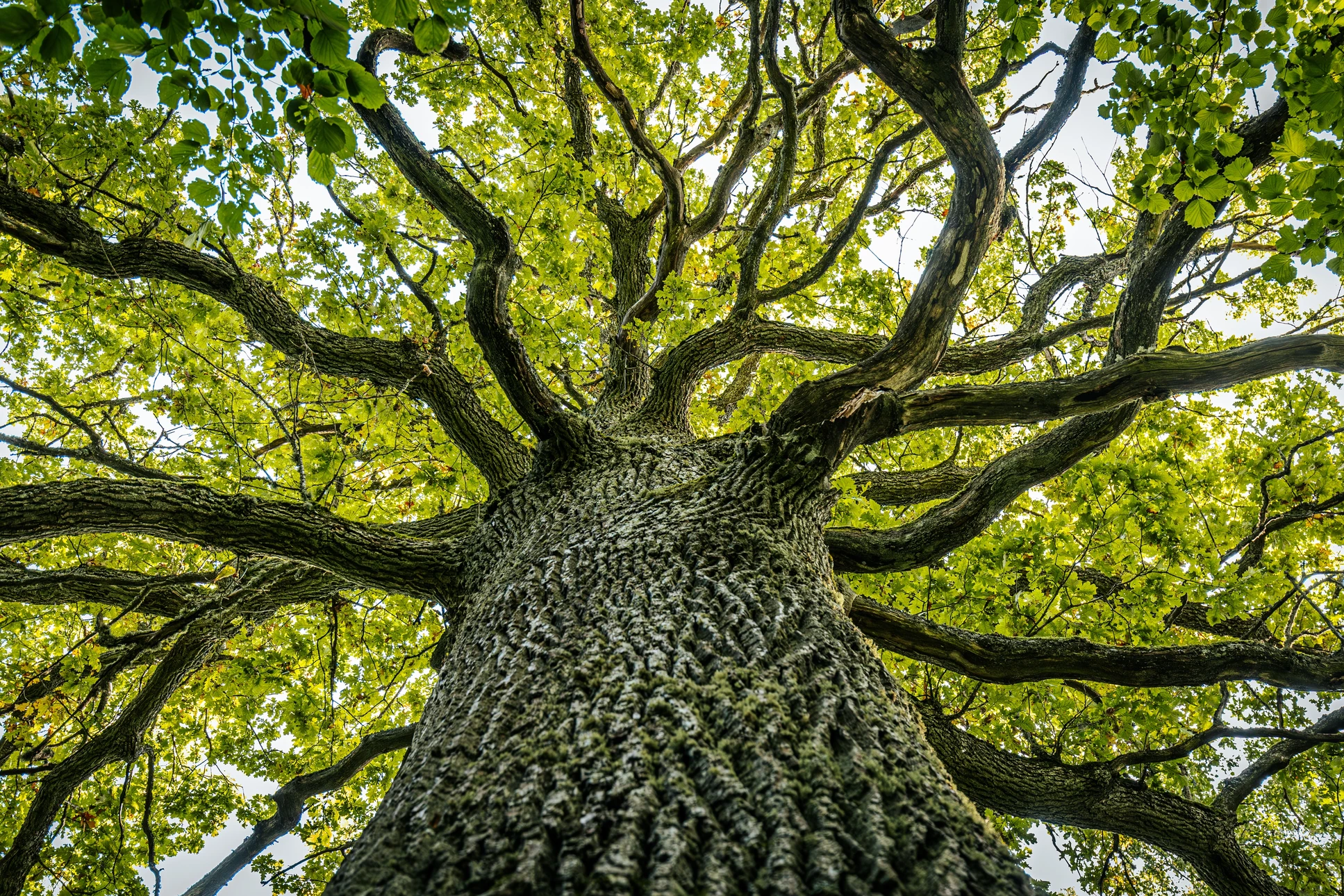 Arboriculteur professionnel équipé d'un harnais de sécurité et d'un casque de protection, en train d'élaguer les branches d'un arbre à l'aide d'une tronçonneuse ou d'une scie, en hauteur dans le feuillage. L'arrière-plan montre un terrain résidentiel avec une maison, des espaces verts aménagés et une clôture. La scène illustre clairement un professionnel du paysagisme effectuant un travail d'élagage sécurisé et maîtrisé.