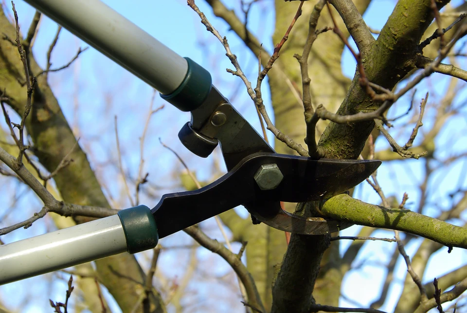 Branche d'arbre morte isolée sur fond blanc, structure ligneuse dénudée aux ramifications multiples et tortueuses